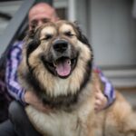 dog on porch